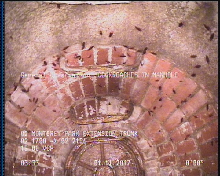 General Observation - COCKROACHES IN MANHOLE