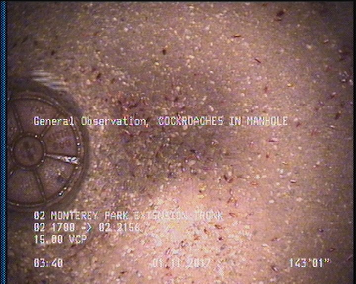General Observation - COCKROACHES IN MANHOLE