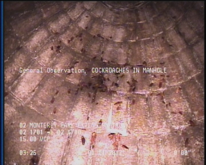 General Observation - COCKROACHES IN MANHOLE