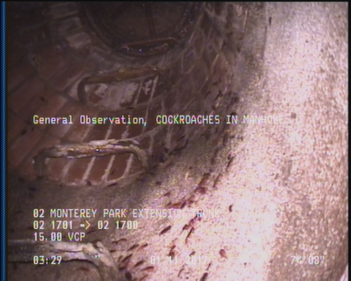 General Observation - COCKROACHES IN MANHOLE