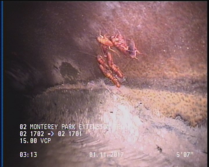 Deposits Attached Grease, 5 %of cross sectional area, from 04 to 08 o'clock, , within 8 inches of joint: YES, Start