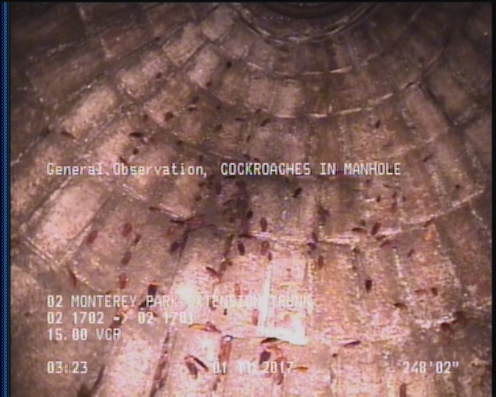 General Observation - COCKROACHES IN MANHOLE