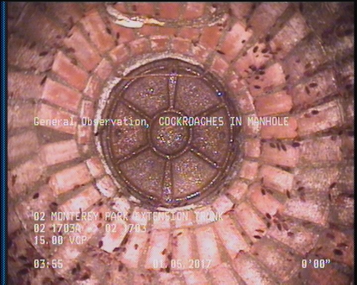 General Observation - COCKROACHES IN MANHOLE