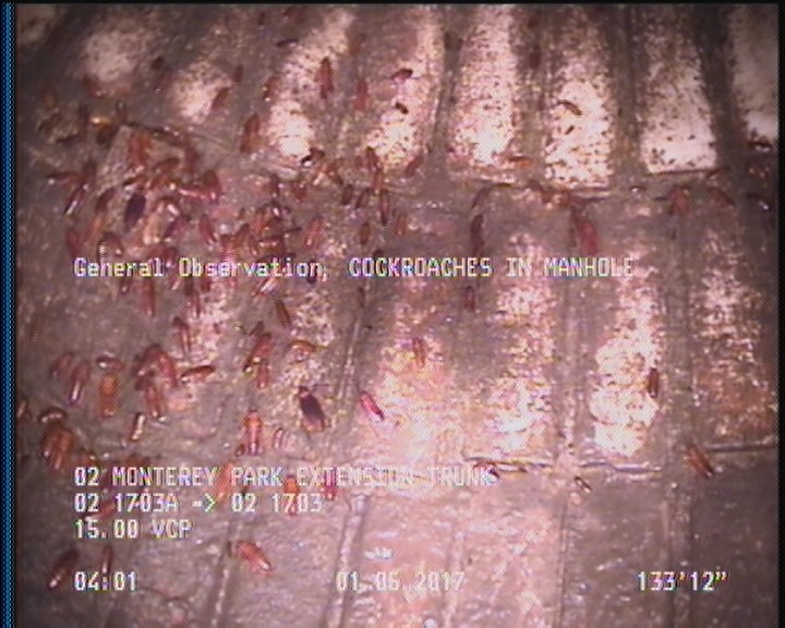 General Observation - COCKROACHES IN MANHOLE