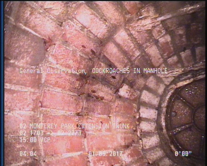 General Observation - COCKROACHES IN MANHOLE