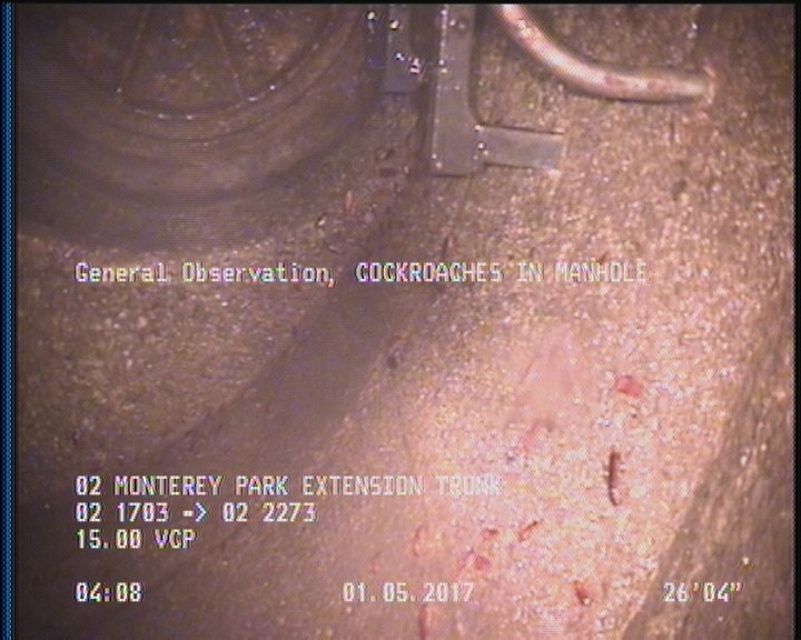 General Observation - COCKROACHES IN MANHOLE