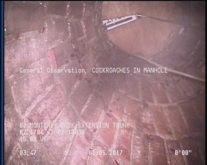 General Observation - COCKROACHES IN MANHOLE