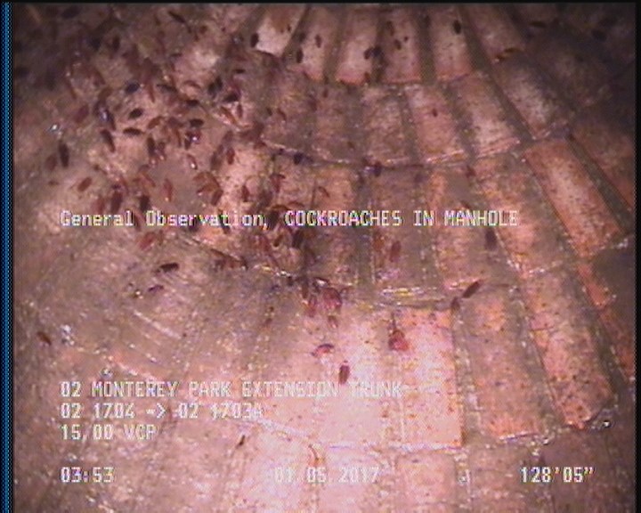 General Observation - COCKROACHES IN MANHOLE