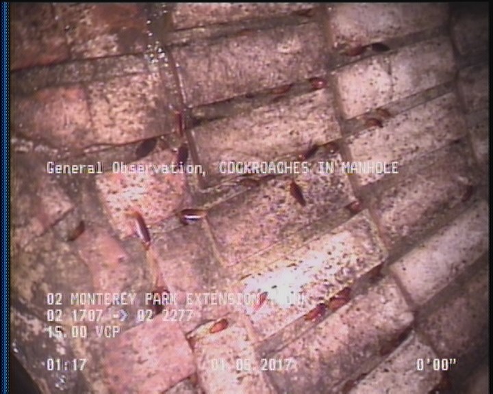 General Observation - COCKROACHES IN MANHOLE