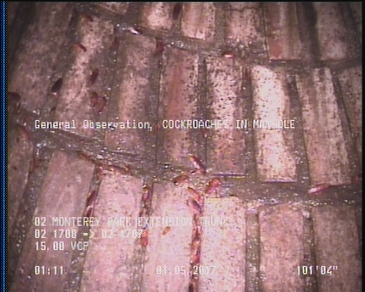 General Observation - COCKROACHES IN MANHOLE