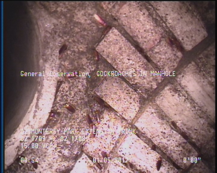 General Observation - COCKROACHES IN MANHOLE