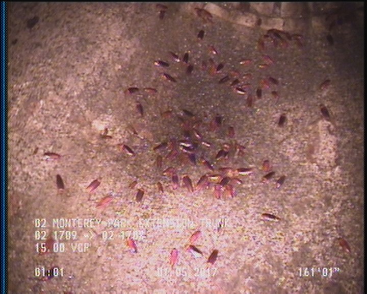 General Observation - COCKROACHES IN MANHOLE