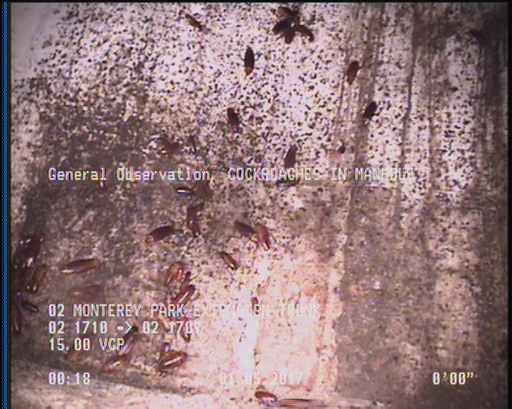 General Observation - COCKROACHES IN MANHOLE