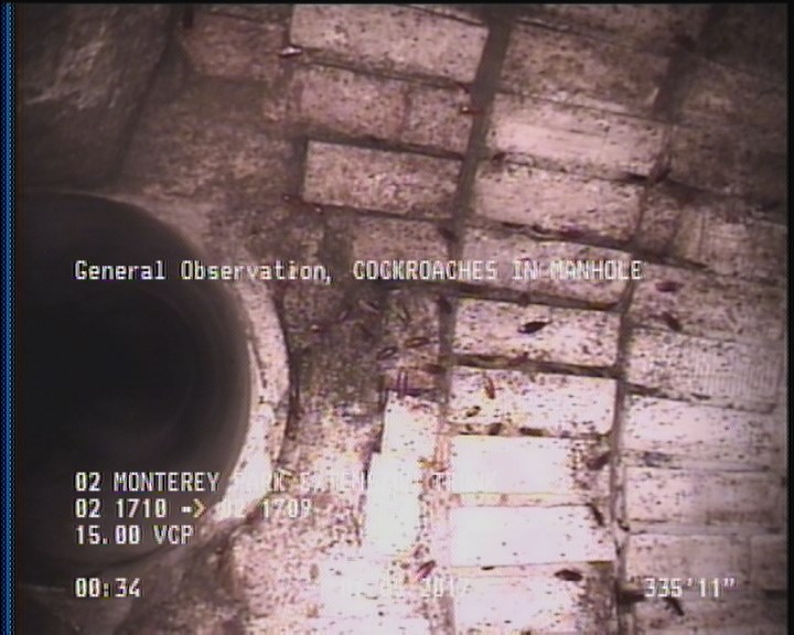General Observation - COCKROACHES IN MANHOLE