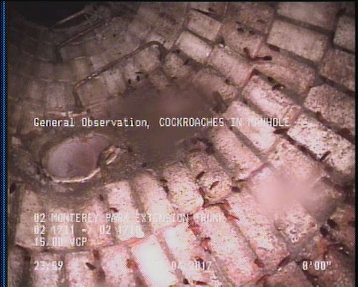 General Observation - COCKROACHES IN MANHOLE