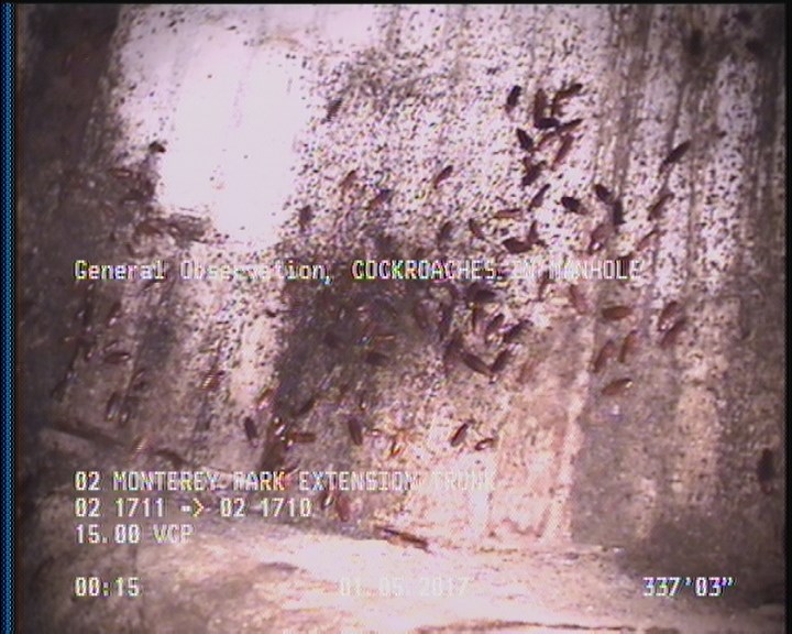 General Observation - COCKROACHES IN MANHOLE