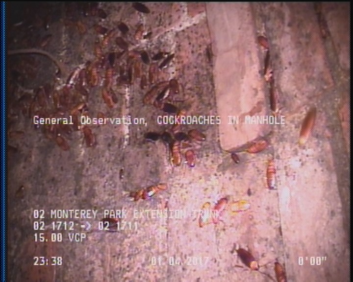 General Observation - COCKROACHES IN MANHOLE