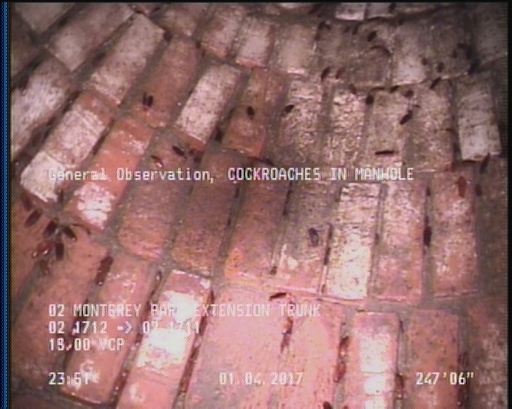 General Observation - COCKROACHES IN MANHOLE