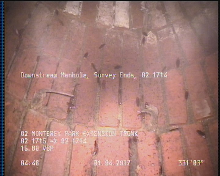 General Observation - COCKROACHES IN MANHOLE