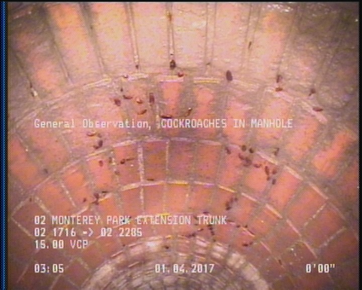 General Observation - COCKROACHES IN MANHOLE