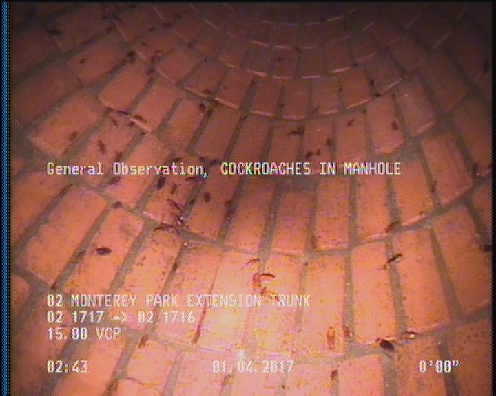 General Observation - COCKROACHES IN MANHOLE
