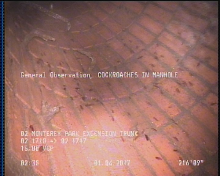 General Observation - COCKROACHES IN MANHOLE