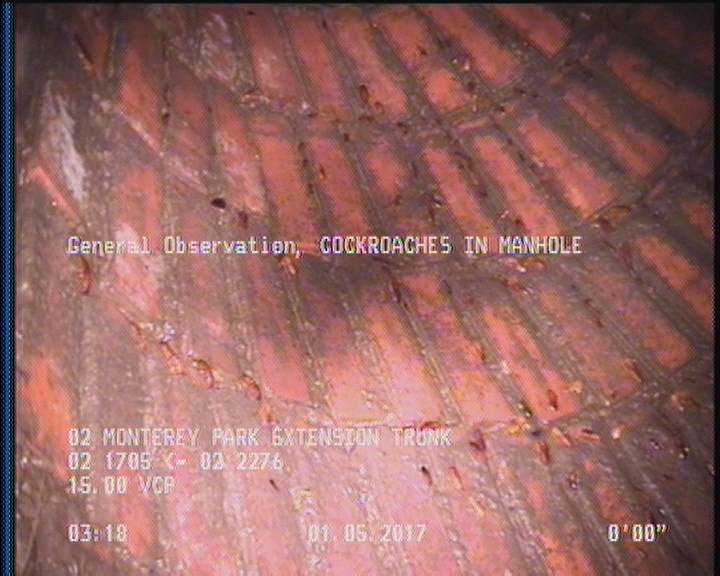 General Observation - COCKROACHES IN MANHOLE