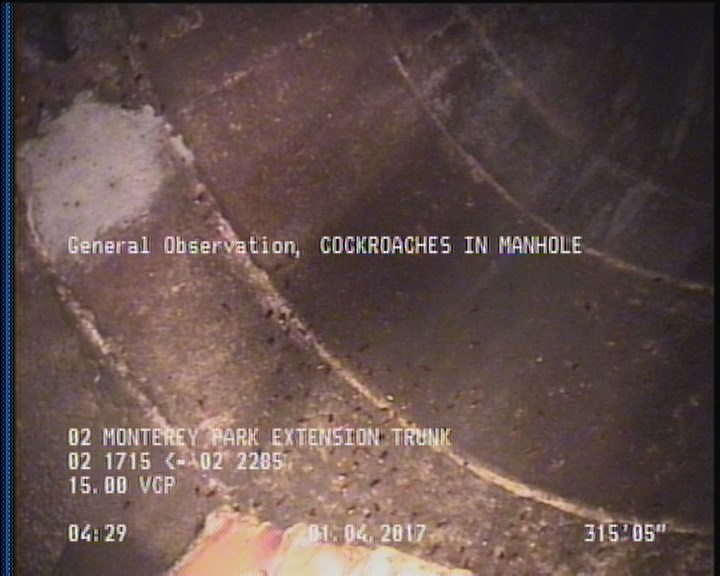 General Observation - COCKROACHES IN MANHOLE