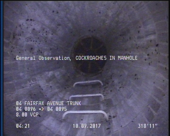 General Observation - COCKROACHES IN MANHOLE