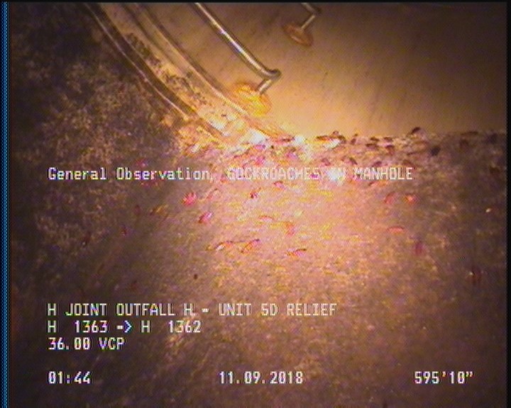 General Observation - COCKROACHES IN MANHOLE