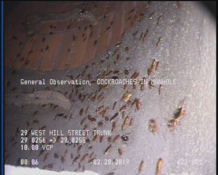 General Observation - COCKROACHES IN MANHOLE
