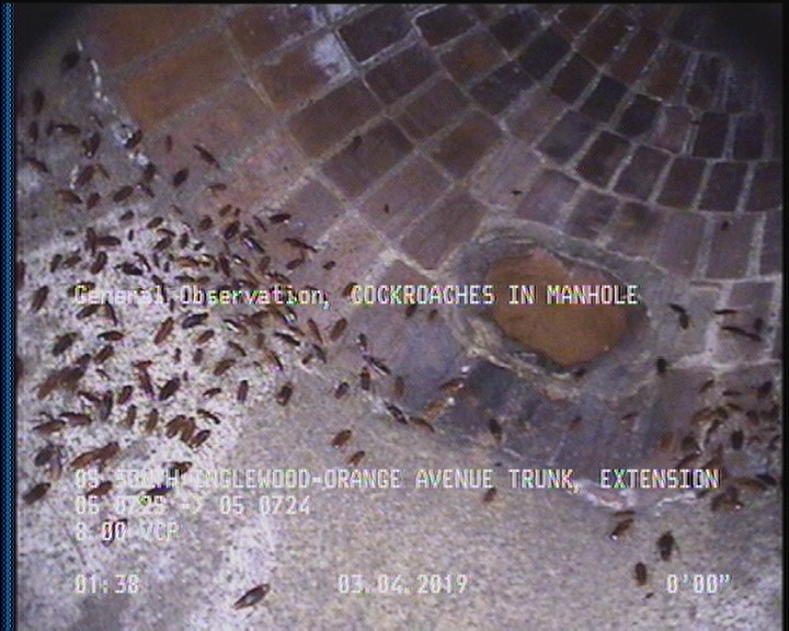 General Observation - COCKROACHES IN MANHOLE