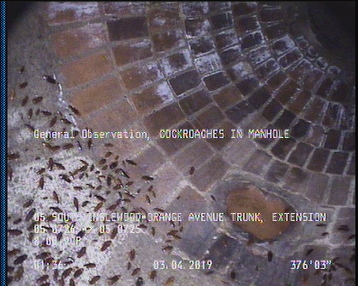 General Observation - COCKROACHES IN MANHOLE