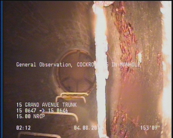 General Observation - COCKROACHES IN MANHOLE