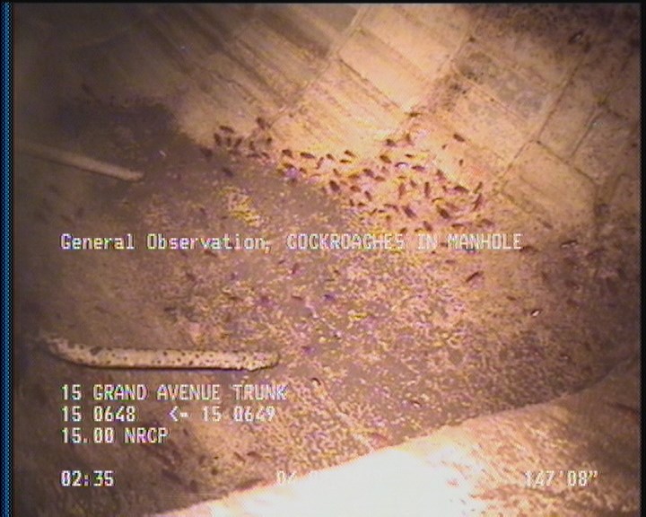 General Observation - COCKROACHES IN MANHOLE