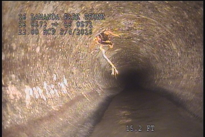 Roots Tap Lateral, at 11 o'clock, 5 %, within 8 inches of joint: NO