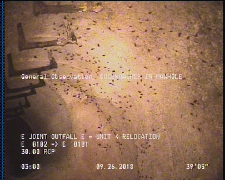 General Observation - COCKROACHES IN MANHOLE