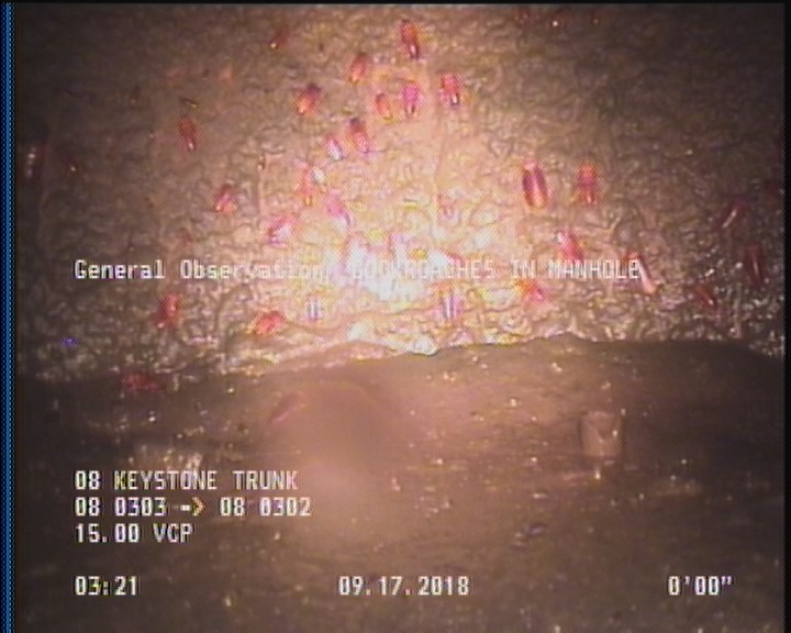 General Observation - COCKROACHES IN MANHOLE