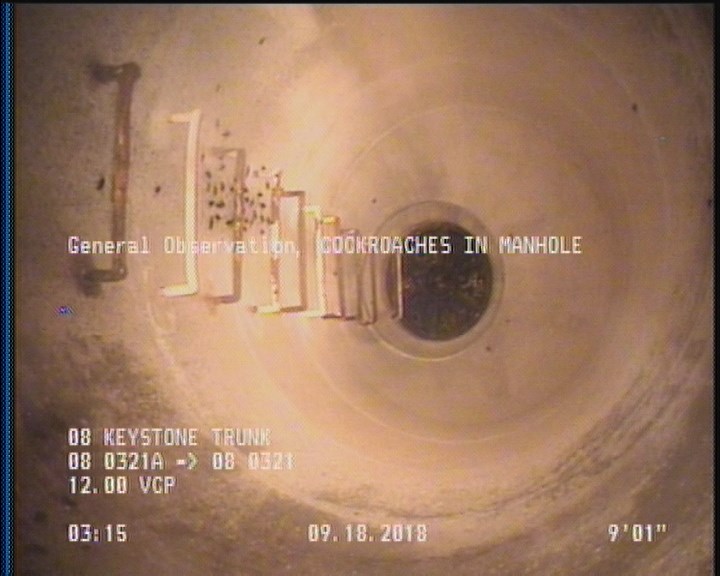 General Observation - COCKROACHES IN MANHOLE