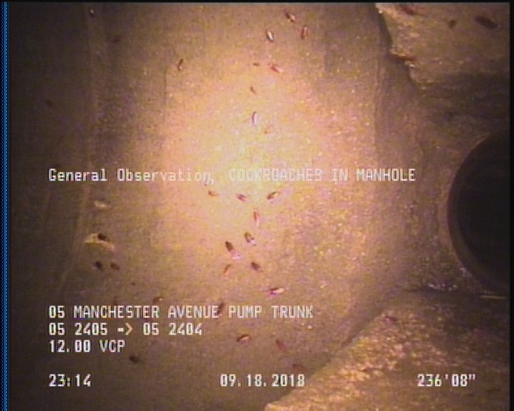 General Observation - COCKROACHES IN MANHOLE