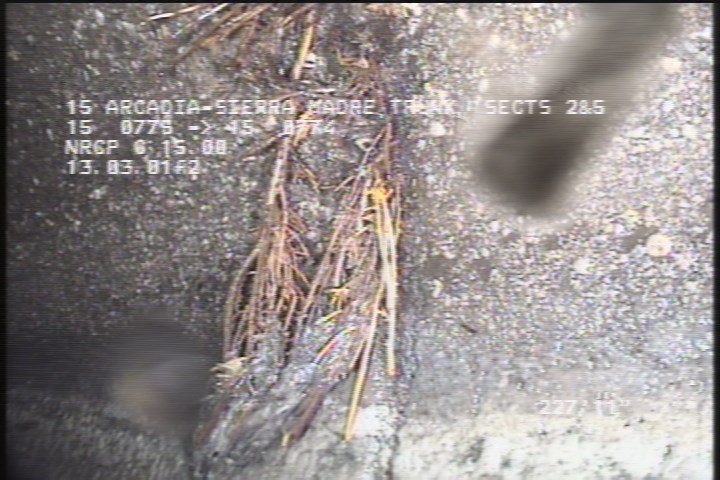 Roots Fine Joint, at 01 o'clock, within 8 inches of joint: YESR