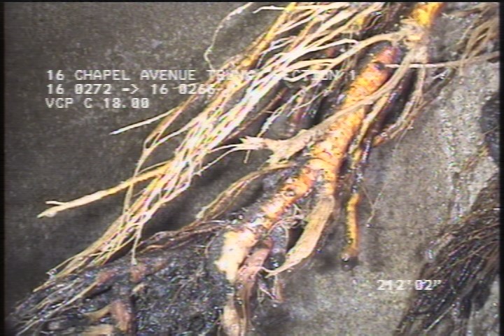 Roots Medium Joint, from 01 to 05 o'clock, 10 %, within 8 inches of joint: YESR