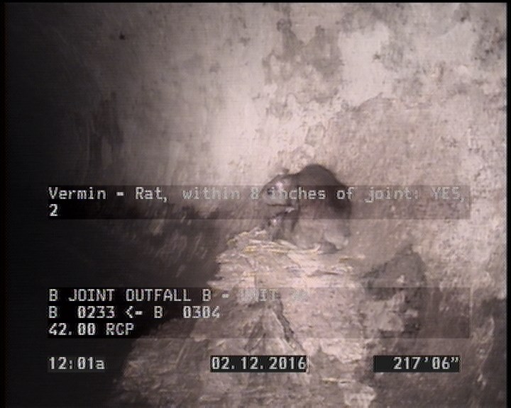 Vermin - Rat, within 8 inches of joint: YES, 2
