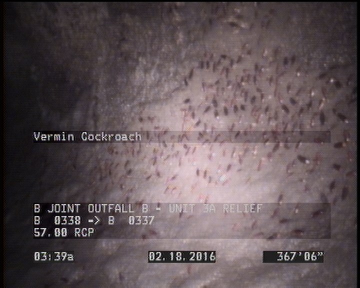 Vermin Cockroach
