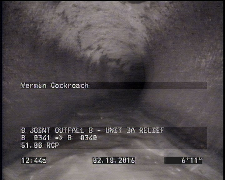 Vermin Cockroach