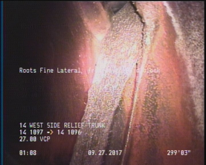 Roots Fine Lateral, from 01 to 05 o'clock