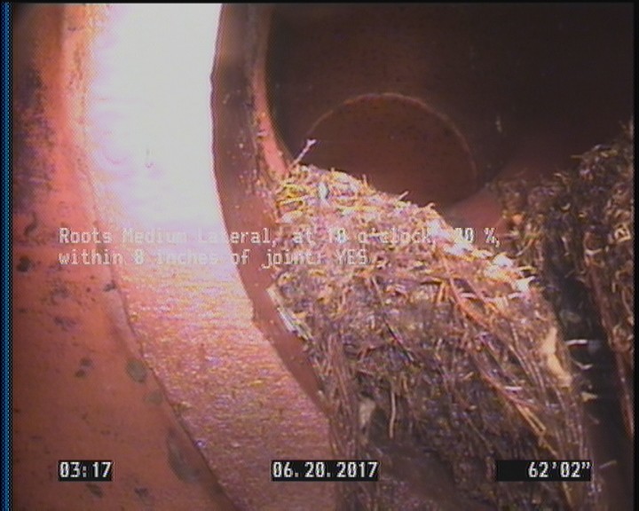 Roots Medium Lateral, at 10 o'clock, 20 %, within 8 inches of joint: YES