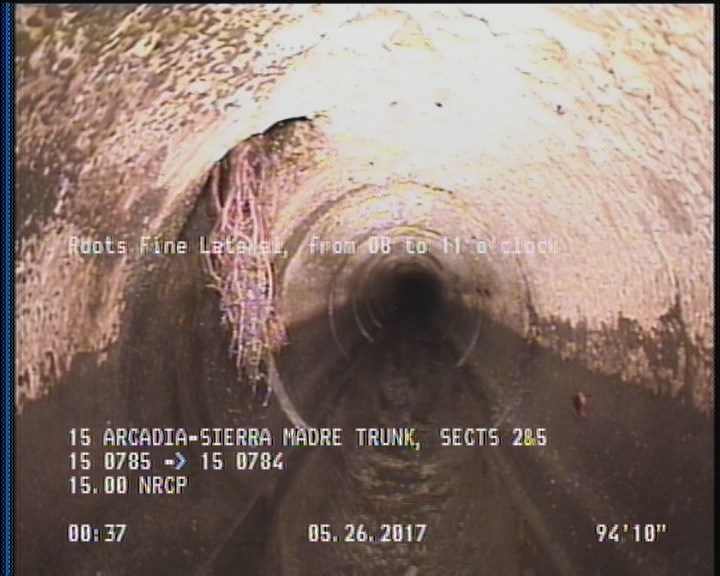 Roots Fine Lateral, from 08 to 11 o'clock