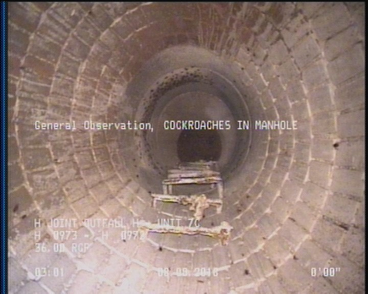 General Observation - COCKROACHES IN MANHOLE