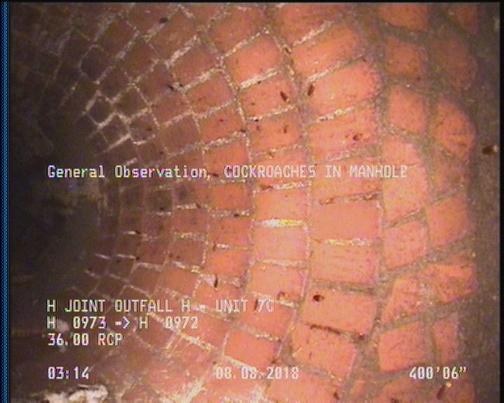 General Observation - COCKROACHES IN MANHOLE